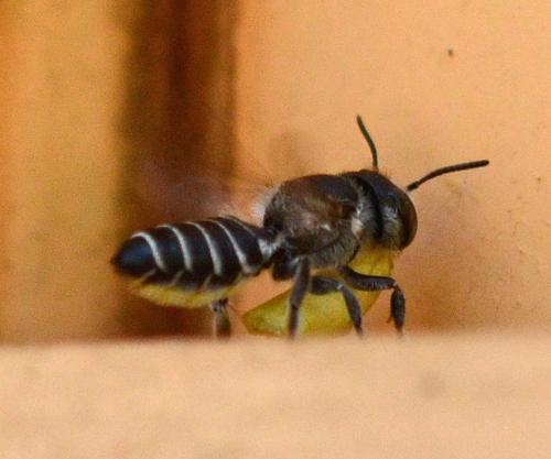 Megachile sp.